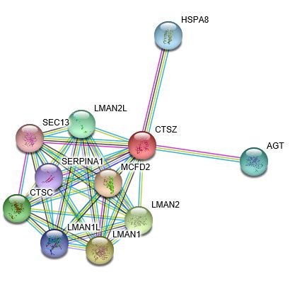 Human Cathepsin Z 